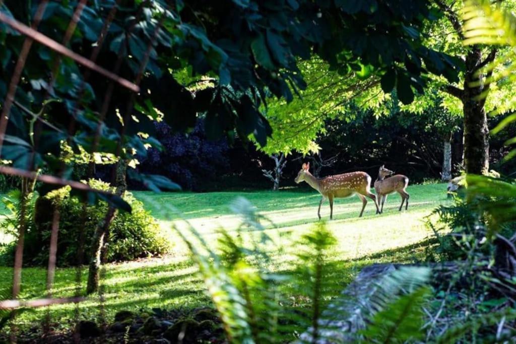 The Rose Suite Kenmare Bagian luar foto